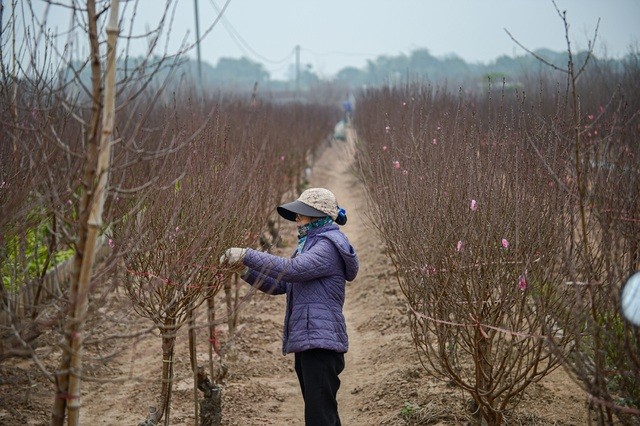 Thủ phủ hoa đào lớn nhất miền Bắc hối hả vào vụ Tết