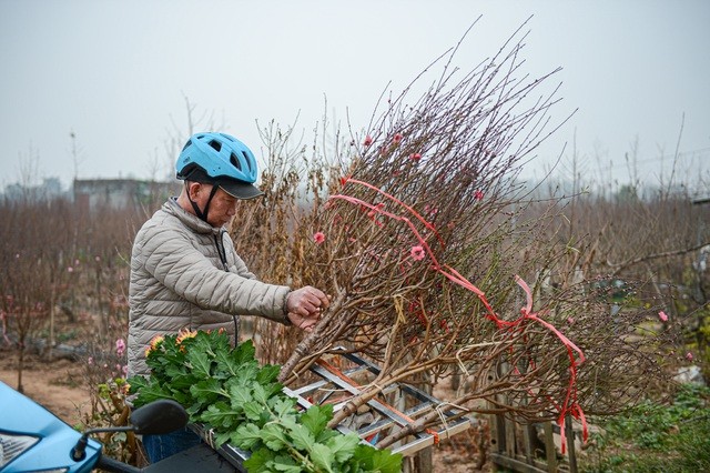 Thủ phủ hoa đào lớn nhất miền Bắc hối hả vào vụ Tết