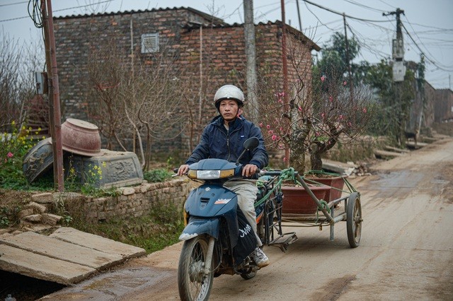 Thủ phủ hoa đào lớn nhất miền Bắc hối hả vào vụ Tết