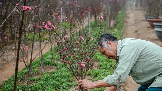 Thủ phủ hoa đào Nhật Tân hối hả vào vụ Tết