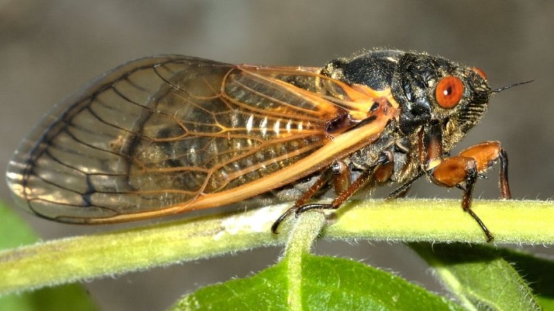 Hiện tượng lạ: Hàng tỷ con ve sầu thức giấc sau 17 năm ngủ đông trong lòng đất