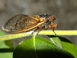 Hiện tượng lạ: Hàng tỷ con ve sầu thức giấc sau 17 năm ngủ đông trong lòng đất