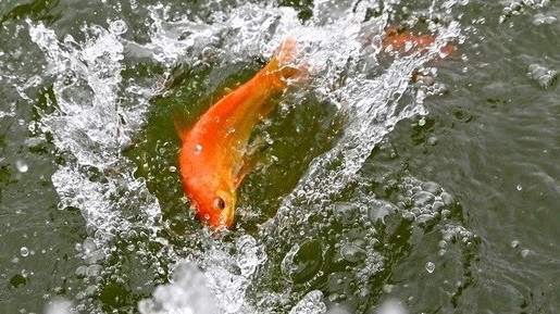 Năm nay, cúng ông Công ông Táo ngày nào?