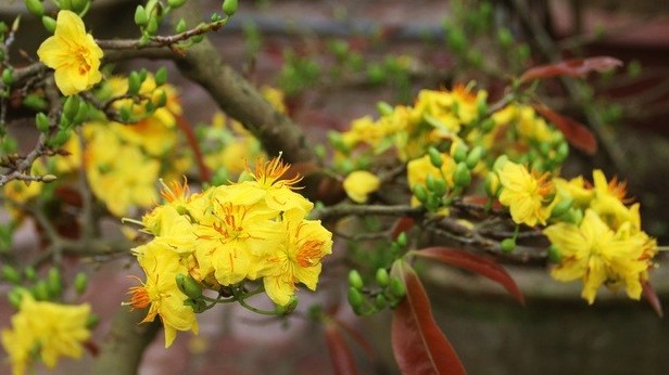 Dự báo thời tiết Tết Nguyên đán 2022 (29/1-6/2): Bắc Bộ, Bắc Trung Bộ rét đậm rét hại; Nam Trung Bộ, Tây Nguyên, Nam Bộ ít mưa, ngày nắng