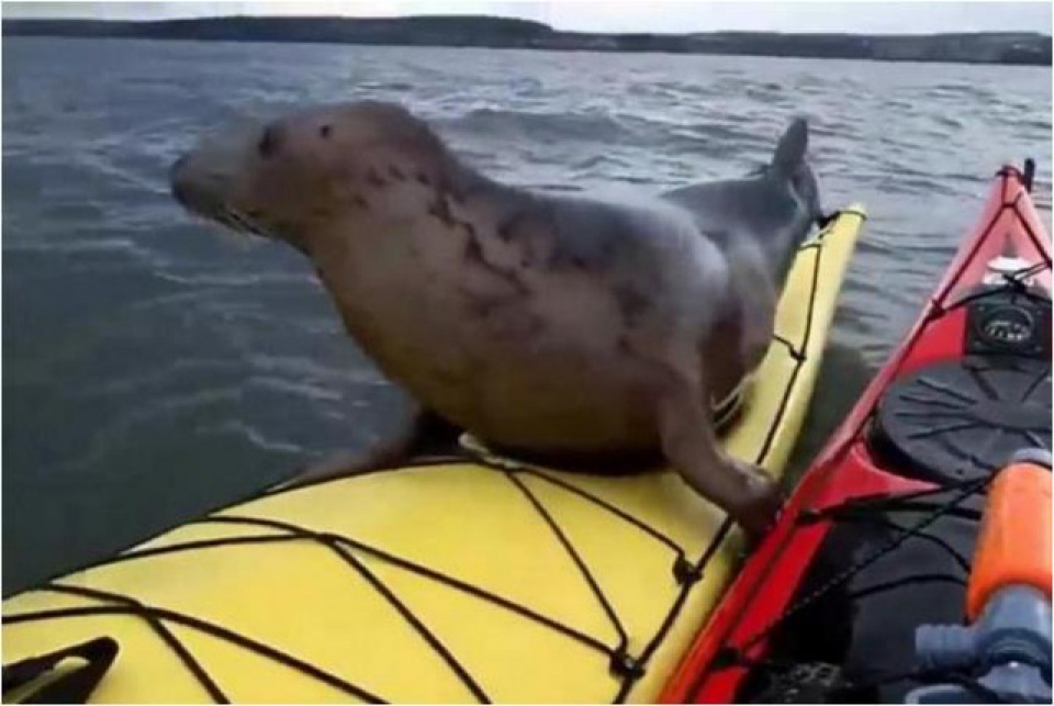 chu hai cau than thien nhay len thuyen cua du khach