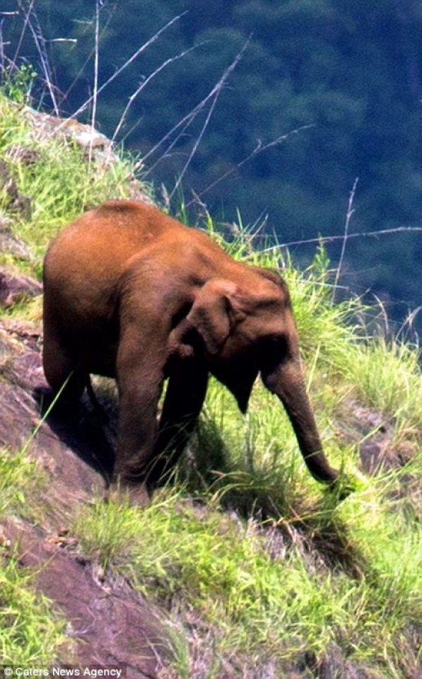 Ấn Độ: Voi kềnh càng leo núi đá như dê an do voi kenh cang leo nui da nhu de