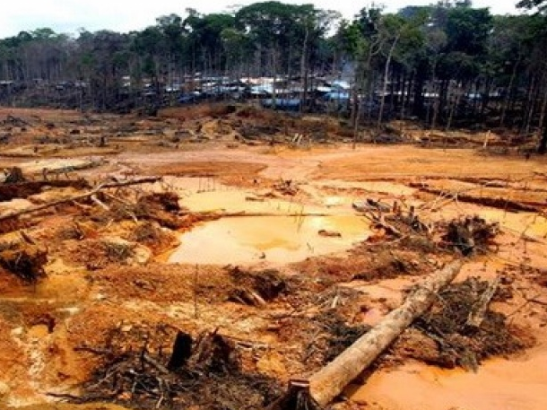 8.000km2 diện tích rừng Amazon bị tàn phá trong năm 2016