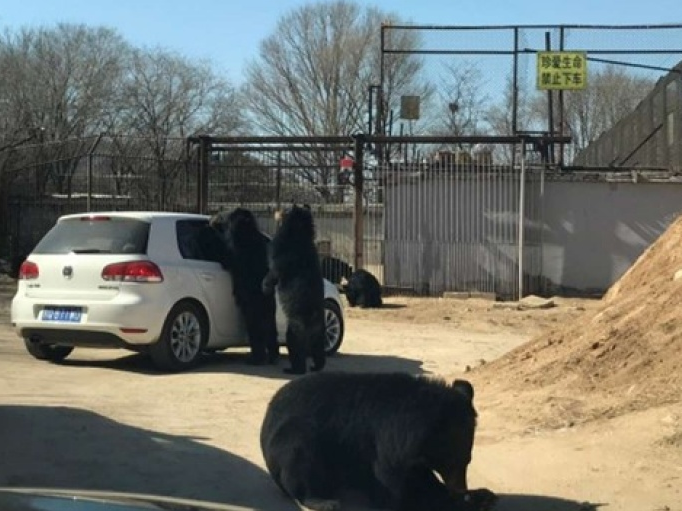 Gấu bao vây xe ôtô trong công viên ở Trung Quốc