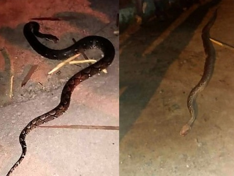 Bắt được trăn “khủng”, người đàn ông bị quấn chết trên đường mang đi bán