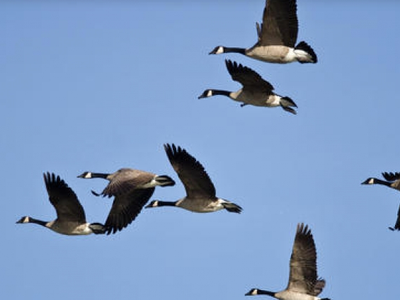 Thợ săn trọng thương vì bị "chiến lợi phẩm" rơi trúng đầu