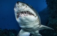 loai duong chat doi dao trong thit dong vat co kha nang phong chong ung thu