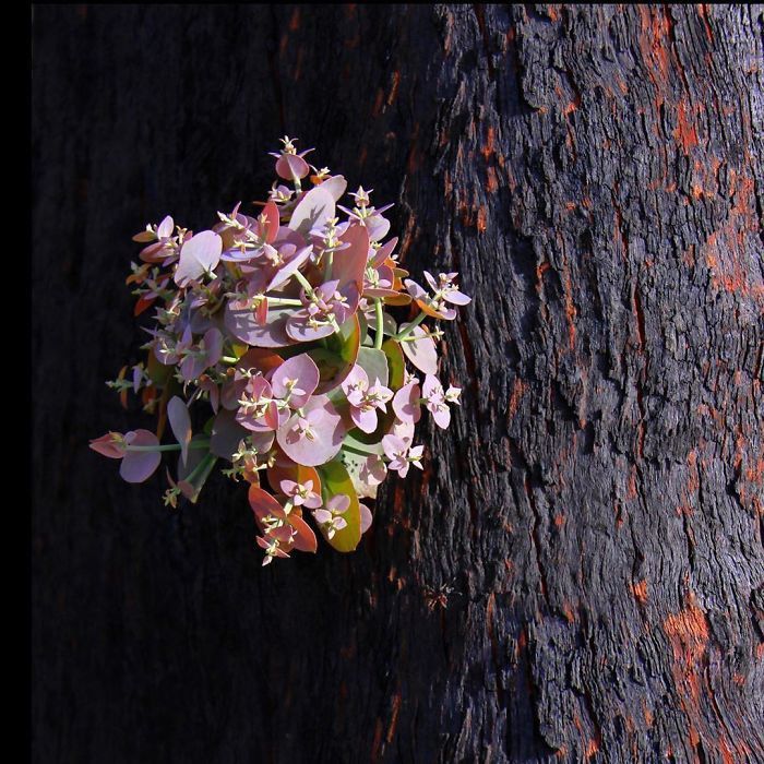 Sự hồi sinh kỳ diệu sau thảm họa cháy rừng tại Australia chum anh su hoi sinh ky dieu sau tham hoa chay rung tai australia