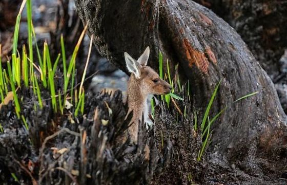 Sự hồi sinh kỳ diệu sau thảm họa cháy rừng tại Australia
