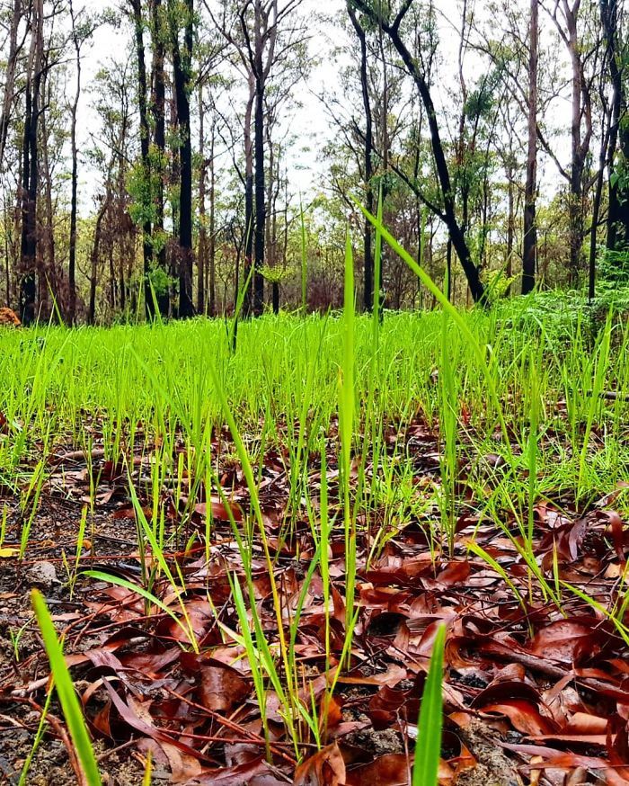 Sự hồi sinh kỳ diệu sau thảm họa cháy rừng tại Australia chum anh su hoi sinh ky dieu sau tham hoa chay rung tai australia