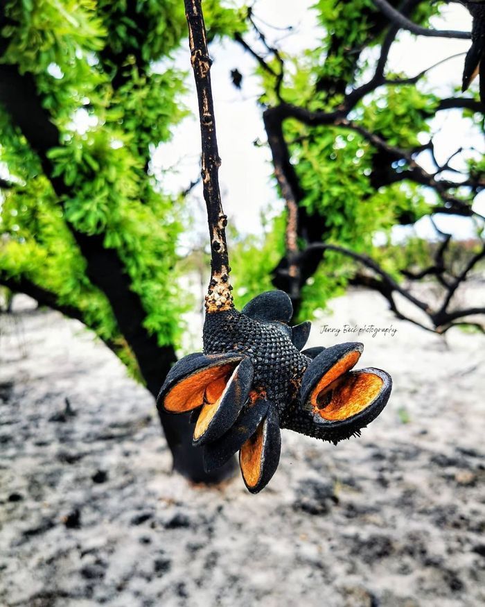 Sự hồi sinh kỳ diệu sau thảm họa cháy rừng tại Australia chum anh su hoi sinh ky dieu sau tham hoa chay rung tai australia