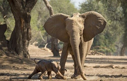 Xúc động clip những bước đi đầu tiên của chú voi tí hon trên mặt đất