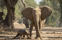 trung quoc 14 con voi say ruou ngo tuy luy