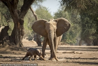 Xúc động clip những bước đi đầu tiên của chú voi tí hon trên mặt đất