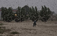 bay chau chau hang trieu con xam chiem duong pho