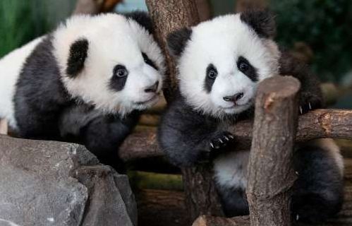 Hình ảnh đáng yêu của những “đứa trẻ” trong sở thú