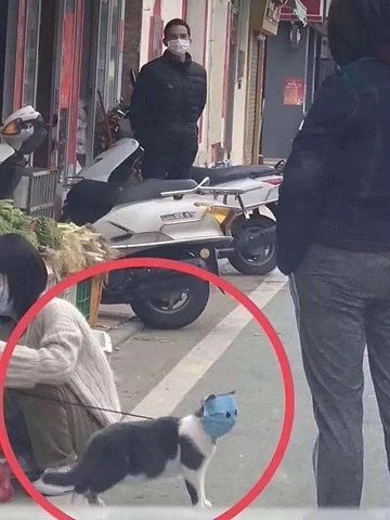 hinh anh chu meo deo khau trang phong virus corona gay sot