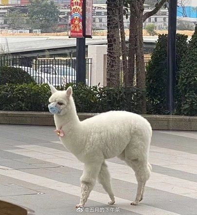 hinh anh chu meo deo khau trang phong virus corona gay sot