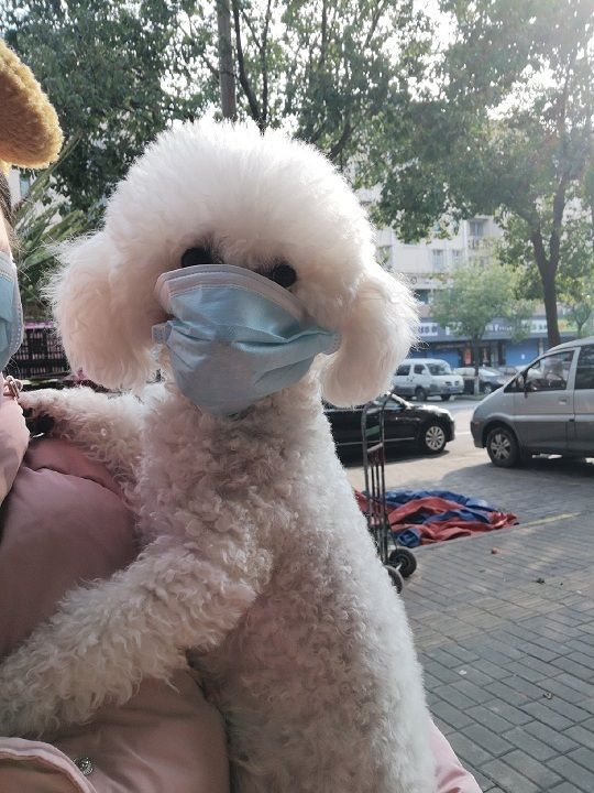 hinh anh chu meo deo khau trang phong virus corona gay sot