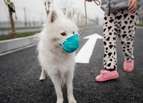 hinh anh chu meo deo khau trang phong virus corona gay sot