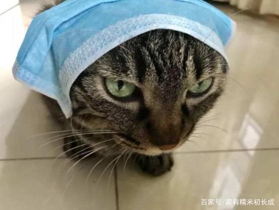 hinh anh chu meo deo khau trang phong virus corona gay sot