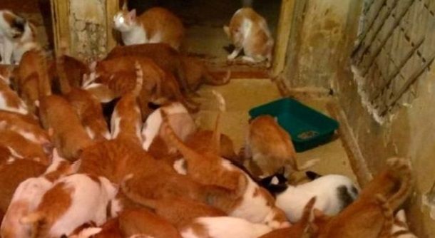 can ho boc mui vi 130 con meo chung song voi chu nhan