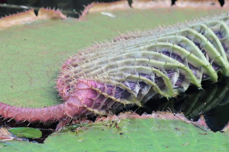 nhung buc anh thu vi tiet lo su that it biet ve cac su vat hien tuong