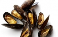 philippines hang nghin con sua hong quy hiem phu kin bai bien