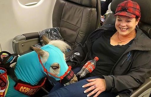 Chú bạch mã 'sang chảnh' được đi máy bay khoang hạng nhất