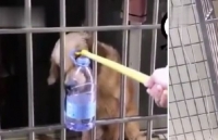 Covid-19: Chủ nhà kẹt ở Vũ Hán, chú chó được hàng xóm cứu đói