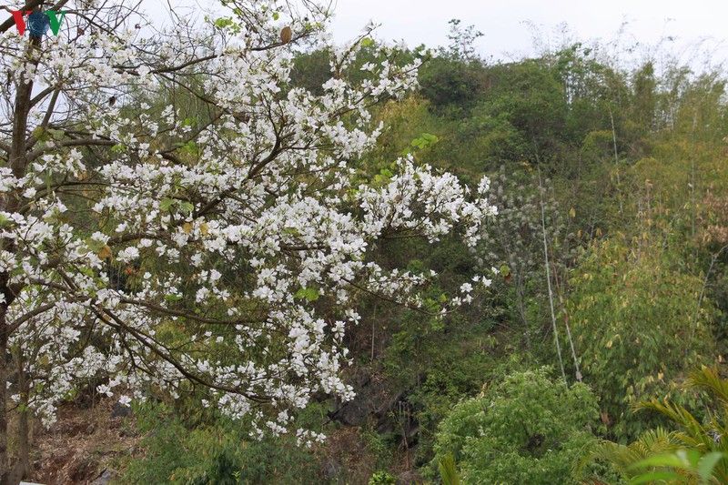 hoa ban khoe sac trang tinh khoi giua troi tay bac