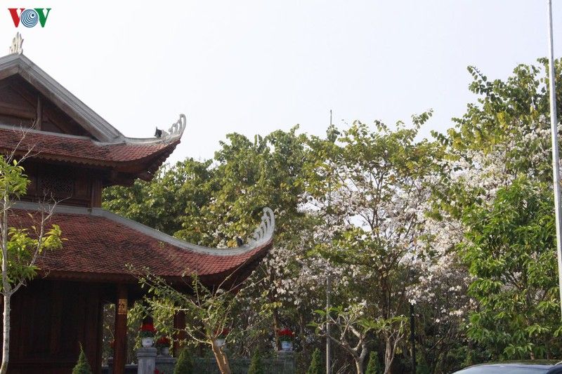 hoa ban khoe sac trang tinh khoi giua troi tay bac