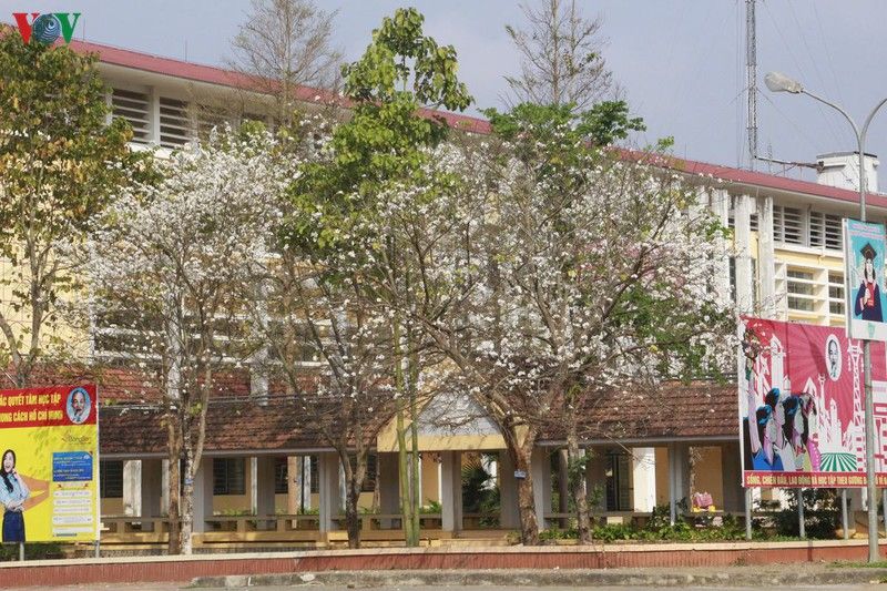 hoa ban khoe sac trang tinh khoi giua troi tay bac