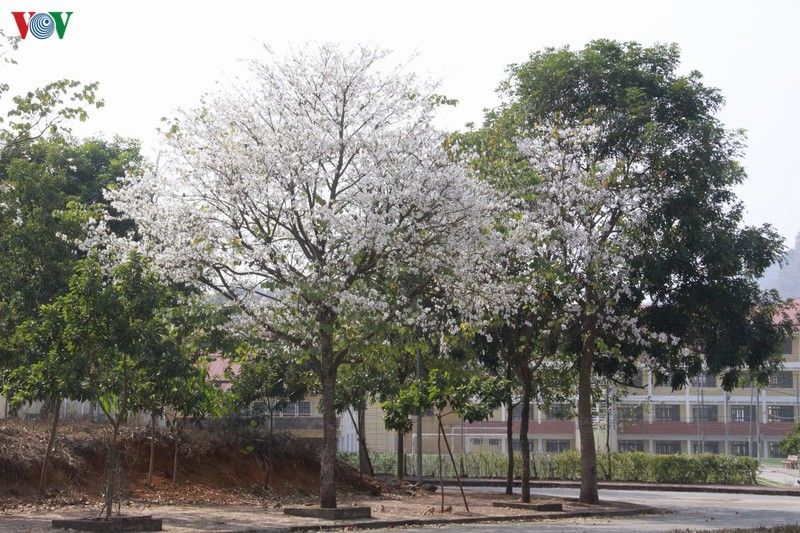 hoa ban khoe sac trang tinh khoi giua troi tay bac