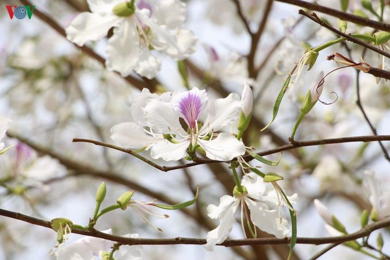 hoa ban khoe sac trang tinh khoi giua troi tay bac