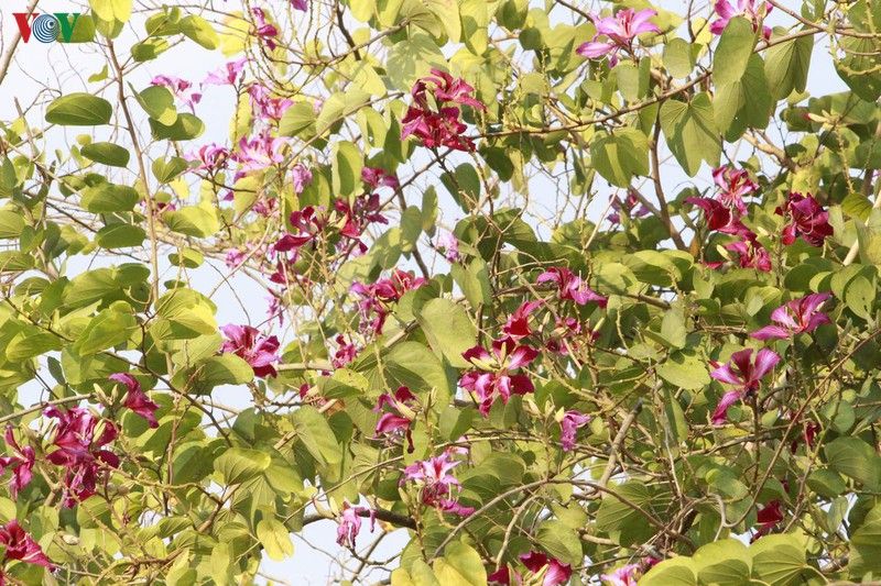 hoa ban khoe sac trang tinh khoi giua troi tay bac