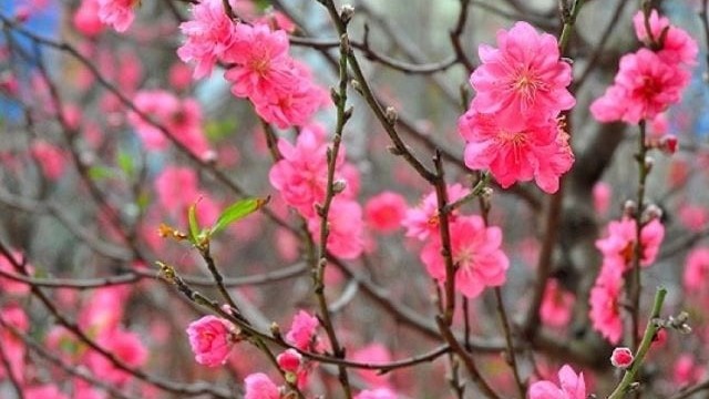 Dự báo thời tiết dịp Tết Nguyên đán Tân Sửu (2-16/2): Từ ngày 1 đến 5 Tết, Bắc Bộ ít mưa, trưa chiều nắng ấm; Trung Bộ ngày nắng; Nam Bộ nắng nóng cục