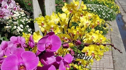 Phố biển du lịch Nha Trang ngập tràn sắc Xuân đón Tết Nguyên đán Tân Sửu