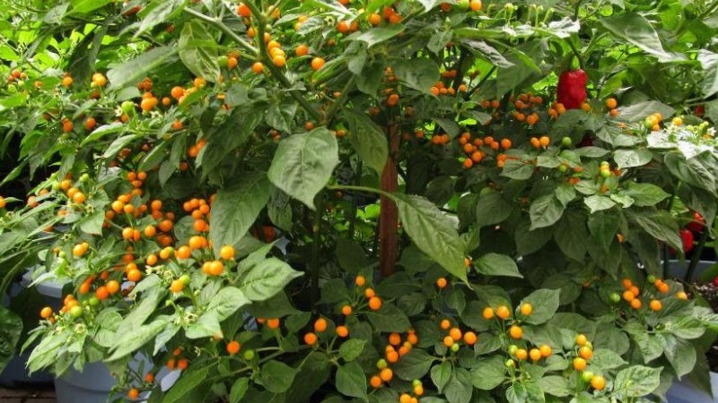 Ớt sừng siêu cay cũng có giá siêu đắt đỏ, hơn nửa tỷ đồng/kg, khuyến cáo không nên ăn tươi sống