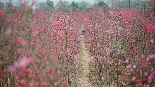 Dự báo thời tiết 10 ngày tới (đêm 6/2-16/2): Tết Nguyên đán Tân Sửu Bắc Bộ có nơi trên 28 độ; Nam Bộ có nắng nóng cục bộ