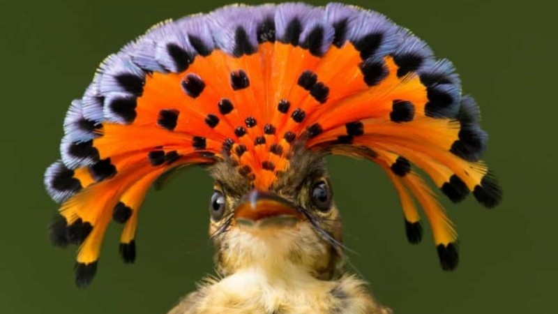 Những loài động vật kỳ lạ nhất thế giới, có thể bạn chưa từng biết?