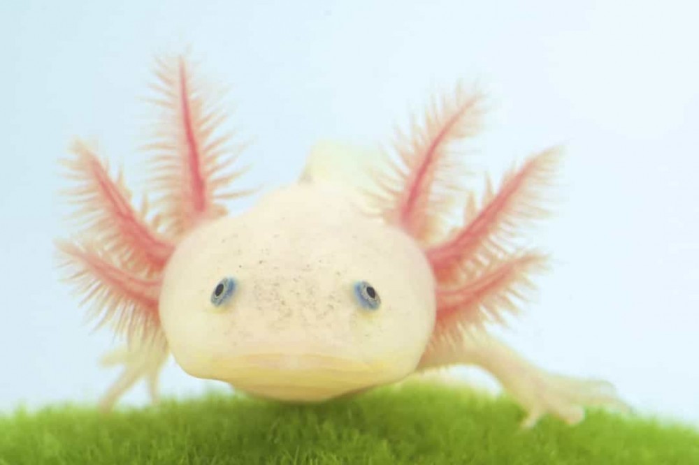 Axolotl còn được biết tới là kỳ giông Mexico hay cá đi bộ Mexico. Loài động vật này có vẻ ngoài đặc biệt và khả năng tự chữa lành khi có thể mọc lại các chi sau khi chúng bị đứt lìa. Axolotl còn được biết tới là kỳ giông Mexico hay cá đi bộ Mexico. Loài động vật này có vẻ ngoài đặc biệt và khả năng tự chữa lành khi có thể mọc lại các chi sau khi chúng bị đứt lìa.