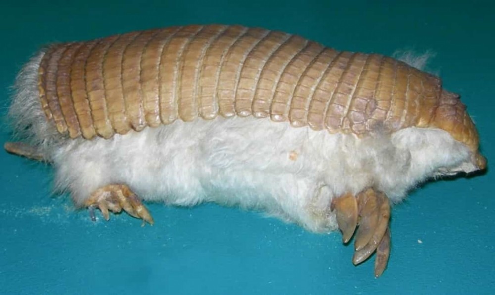 Những loài động vật kỳ lạ nhất thế giới có thể bạn chưa từng biết tới Những loài động vật kỳ lạ nhất thế giới có thể bạn chưa từng biết tới