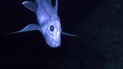 Lần đầu ghi hình được cá mập ma - Sinh vật huyền bí nhất dưới đáy đại dương