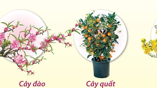 Infographics: Những loài hoa, cây đặc trưng cho Tết cổ truyền
