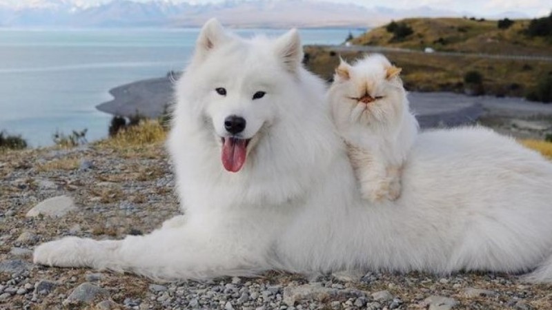 Tan chảy trước tình bạn đáng yêu giữa mèo cau có và chó vui vẻ